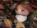 Boletus regineus image