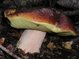 Boletus regineus image