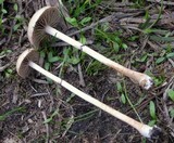 Psilocybe merdaria image