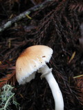 Lepiota rubrotinctoides image