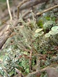 Cladonia peziziformis image