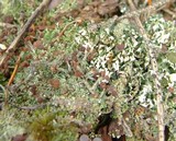 Cladonia peziziformis image