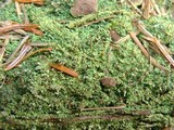 Cladonia peziziformis image