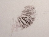 Psilocybe merdaria image
