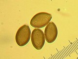 Psilocybe merdaria image