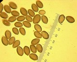 Psilocybe merdaria image