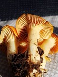 Cuphophyllus pratensis image