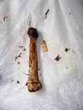Hypomyces hyalinus image