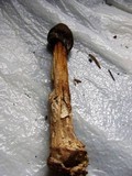 Hypomyces hyalinus image