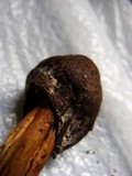 Hypomyces hyalinus image