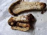Hypomyces hyalinus image