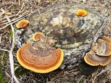 Gloeophyllum sepiarium image