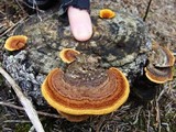 Gloeophyllum sepiarium image