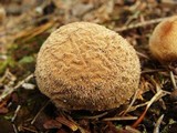 Lycoperdon pulcherrimum image