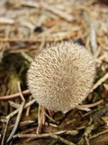 Lycoperdon pulcherrimum image