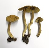 Inocybe olympiana image