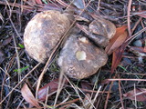 Rhizopogon ellenae image