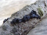 Exidia recisa image