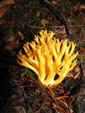 Clavulinopsis corniculata image
