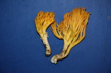 Clavulinopsis corniculata image