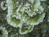 Flavoparmelia baltimorensis image
