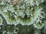 Flavoparmelia baltimorensis image