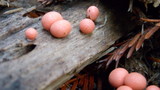 Lycogala epidendrum image