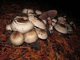 Agaricus moelleri image