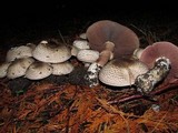 Agaricus moelleri image
