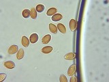 Psilocybe stuntzii image