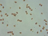 Psilocybe stuntzii image