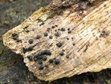 Patellaria atrata image