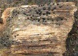 Patellaria atrata image