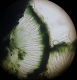 Patellaria atrata image