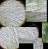 Patellaria atrata image
