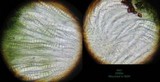 Patellaria atrata image