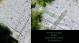 Patellaria atrata image