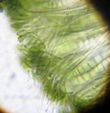 Patellaria atrata image