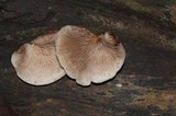 Crepidotus mollis image