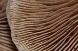 Crepidotus mollis image