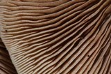 Crepidotus mollis image