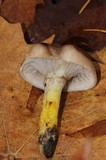 Gomphidius subroseus image