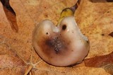 Gomphidius subroseus image