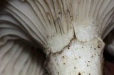 Gomphidius subroseus image