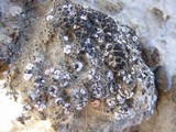 Psora crenata image