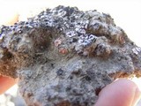 Psora crenata image
