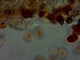 Psilocybe stuntzii image