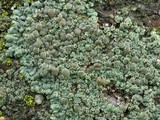 Lecanora muralis image
