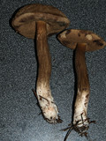 Tylopilus porphyrosporus image