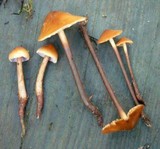 Phaeocollybia attenuata image